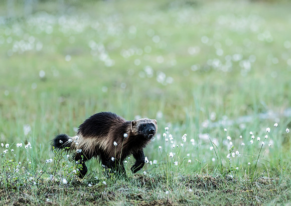 DSC4418 - Wolverine