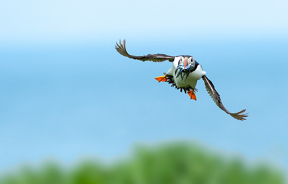 Atlantic Puffin - 3 (Fratercula arctica)