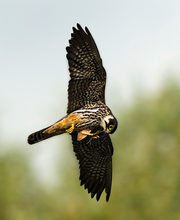 Hobby with Dragonfly