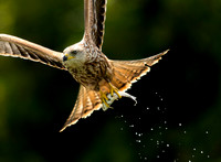 Red Kite with Fish
