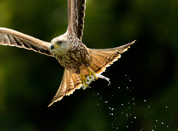 Red Kite with Fish