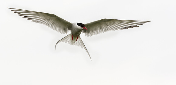 Artic Tern (Sterna paradisaea)