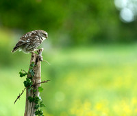 Little Owl