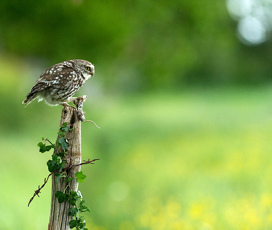Little Owl