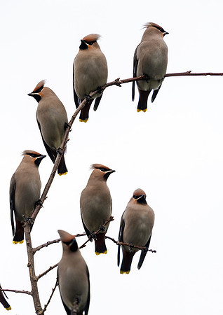 Bohemian Waxwings (Bombycilla garrulus)