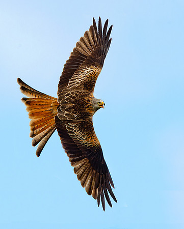 Red Kite