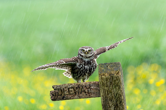 Little Owl
