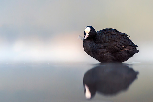 Eurasian Coot