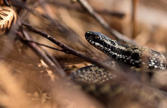 Adder (Vipera berus)
