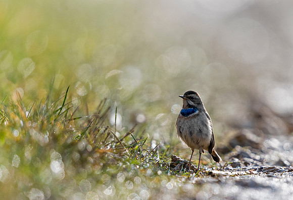 Bluethroat (Luscinia svecica)