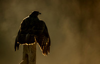 Buzzard @ Sunrise