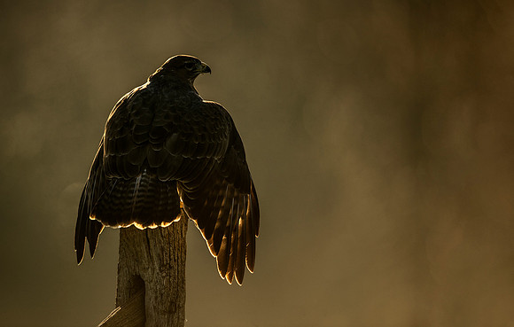 Buzzard @ Sunrise