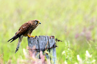 Eurasian Kestrel