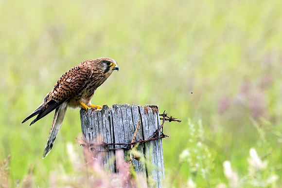 Eurasian Kestrel