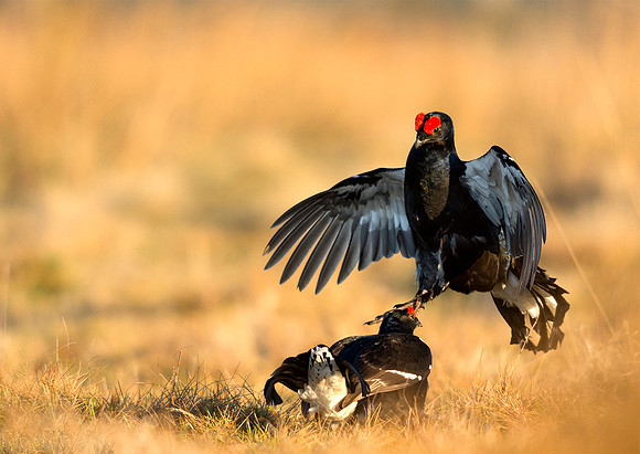 Black Grouse, Lekking
