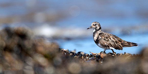 Turnstone