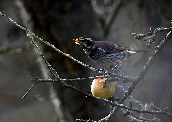 Dusky Thrush (Turdus eunomus)