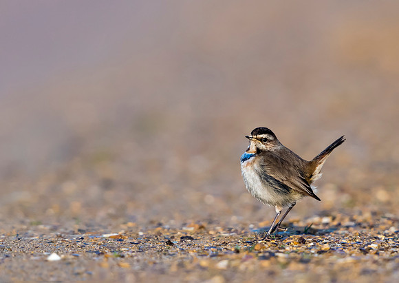 Bluethroat (Luscinia svecica)