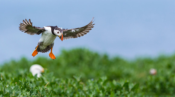 Atlantic Puffin - 4 (Fratercula arctica)