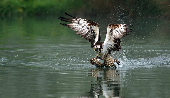 Osprey with Fish