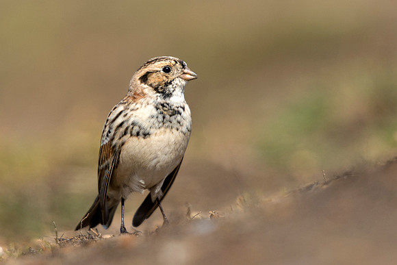 Lapland Bunting (Calcarius lapponicus)