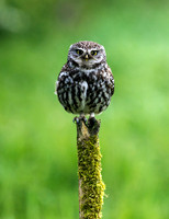 Little Owl