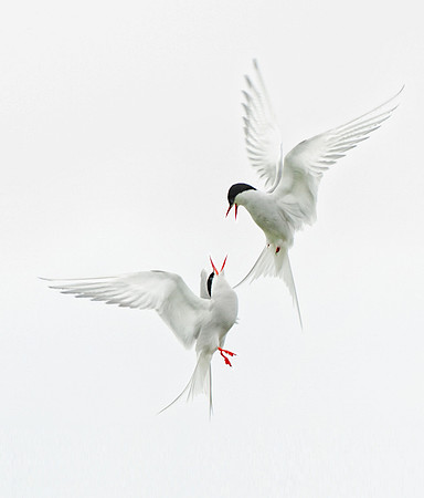 Artic Tern's (Sterna paradisaea)