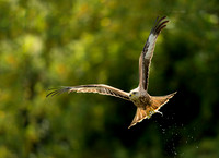 Red Kite with Fish
