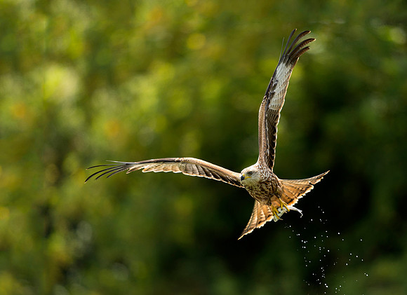 Red Kite with Fish