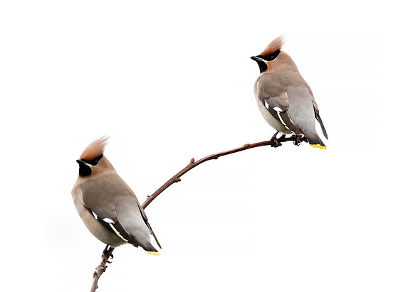 Bohemian Waxwings (Bombycilla garrulus)