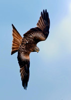 Red Kite