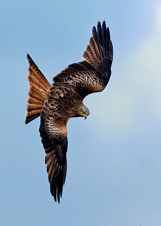 Red Kite