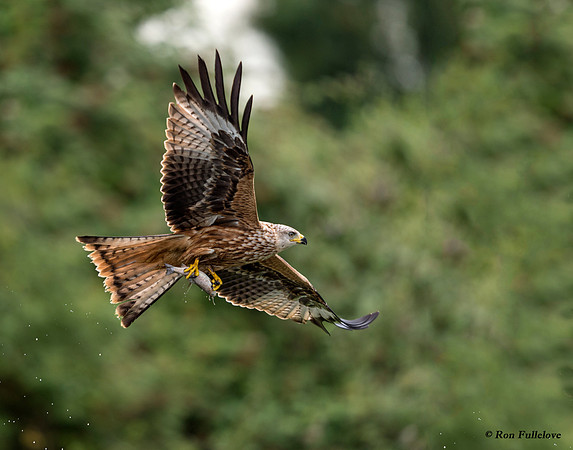 Red Kite Fishing