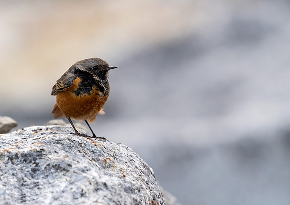 Eastern Black Redstart (Phoenicurus ochruros phoenicuroides)