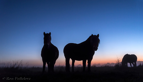 Exmore Pony's @ sunset