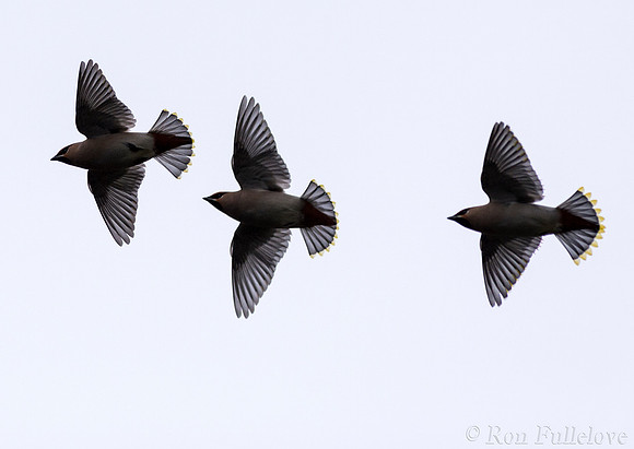 Bohemian Waxwings (Bombycilla garrulus)