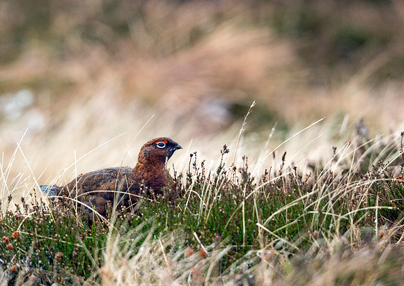 Red Grouse