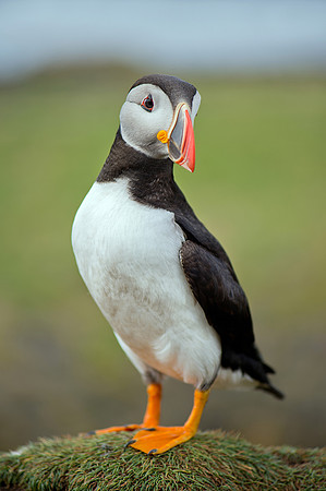 Atlantic Puffin - 1 (Fratercula arctica)