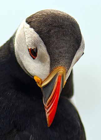 Atlantic Puffin - 2 (Fratercula arctica)