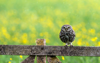 Little Owl