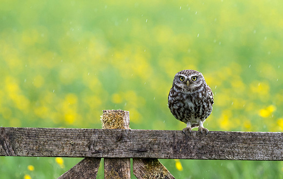 Little Owl