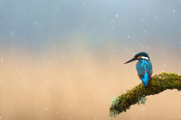 Common Kingfisher