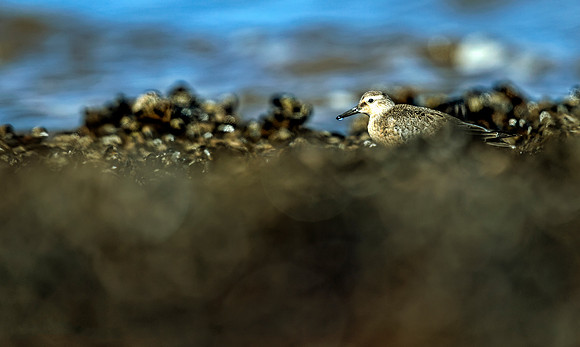 Juv Knot