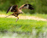 Red Kite Fishing