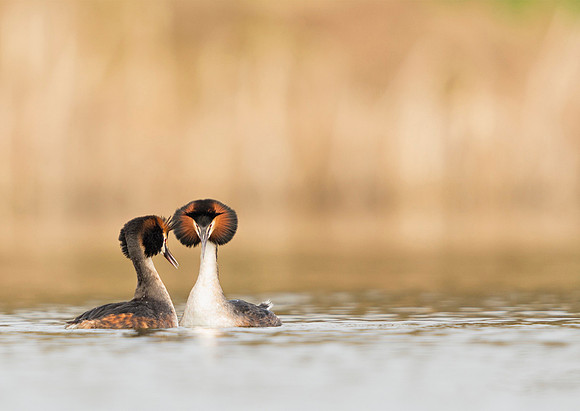 Great Crested Grebes