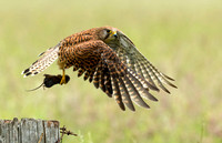 Eurasian Kestrel