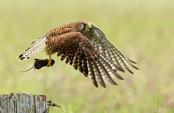 Eurasian Kestrel
