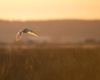 Farmland Birds