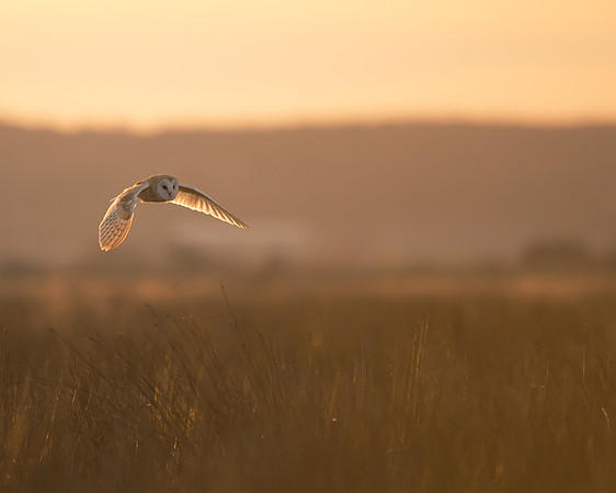 Barn Owl in Evening Light