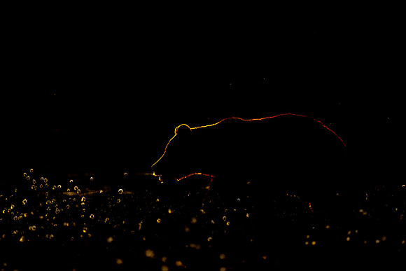 DSC2102 - Brown Bear, Silhouette.